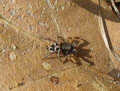 Habronattus borealis