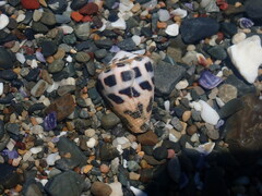 Conus ebraeus