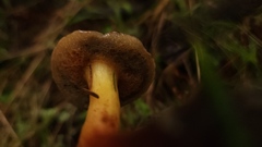 Xerocomellus diffractus