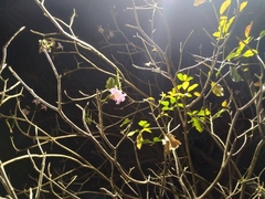 Angiospermae