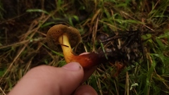 Xerocomellus diffractus