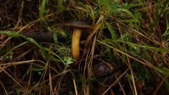 Xerocomellus diffractus