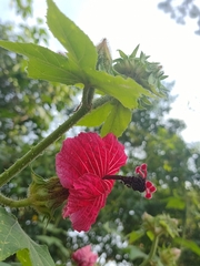 Hibiscus uncinellus