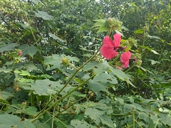 Hibiscus uncinellus