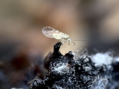 Trichopsocus