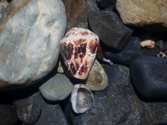 Conus chaldaeus