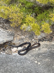 Pseudonaja affinis affinis