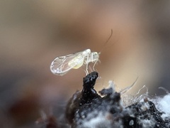 Trichopsocus