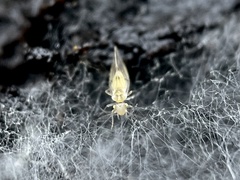 Trichopsocus