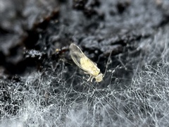 Trichopsocus