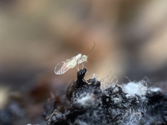 Trichopsocus