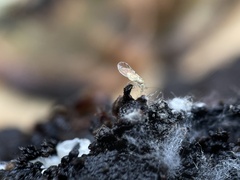 Trichopsocus