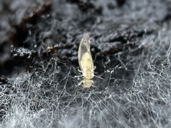 Trichopsocus