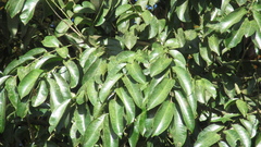 Zanthoxylum acuminatum