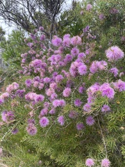 Melaleuca nesophila