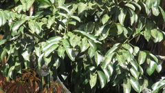 Zanthoxylum acuminatum