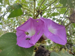 Ipomoea villifera