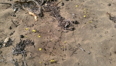 Lessingia germanorum