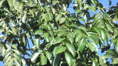 Zanthoxylum acuminatum