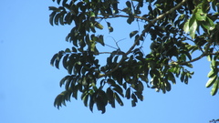 Zanthoxylum acuminatum