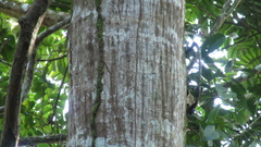 Tachigali panamensis