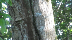 Tachigali panamensis