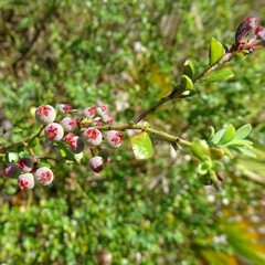 Vaccinium darrowii