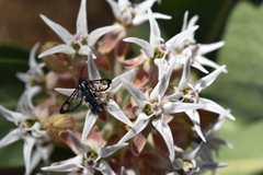 Synanthedon