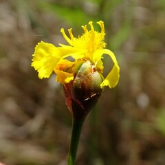 Xyris elliottii