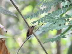 Phaethornis
