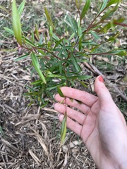 Leptospermum petersonii