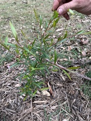 Leptospermum petersonii