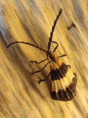 Calopteron bifasciatum