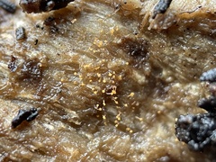 Stigmatella
