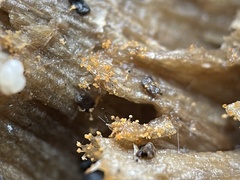 Stigmatella