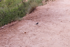 Junco hyemalis dorsalis