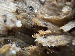 Stigmatella