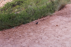 Junco hyemalis dorsalis
