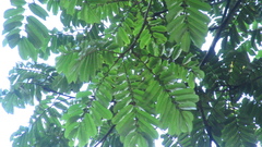 Tachigali panamensis