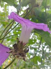 Ipomoea villifera