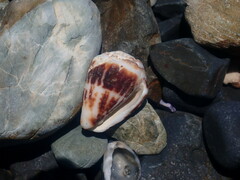 Conus chaldaeus