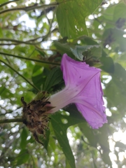 Ipomoea villifera