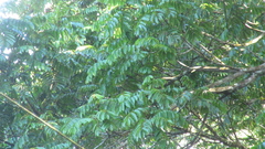 Tachigali panamensis