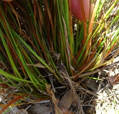 Xyris elliottii