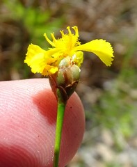 Xyris elliottii