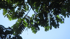 Tachigali panamensis