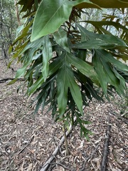 Grevillea baileyana