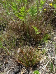 Xyris elliottii