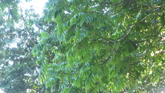 Tachigali panamensis