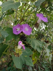 Ipomoea villifera